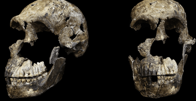 Homo naledi skull