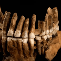 The maxilla (upper jawbone) of Thorin. 