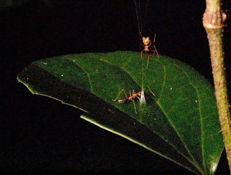 A spider creates a cone of silk on a leaf, luring the ant to bite the cone.