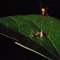 A spider creates a cone of silk on a leaf, luring the ant to bite the cone.