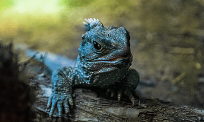 tuatara, a green reptile native to New zeeleand. 