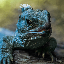 tuatara, a green reptile native to New zeeleand. 