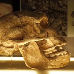 Homo erectus skull from Tautavel