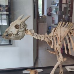 Myotragus balearicus, also known as the Balearic Islands cave goat, is arguably the GOAT of cold-blooded mammals.