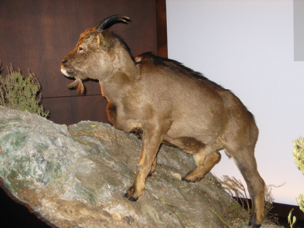This taxidermy shows what Myotragus balearicus could have looked like, before it became bones. This taxidermy shows what Myotragus balearicus could have looked like, before it became bones.
