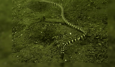 Garman's sea snake (Hydrophis semperi) is one of only two species of sea snake that live in freshwater.