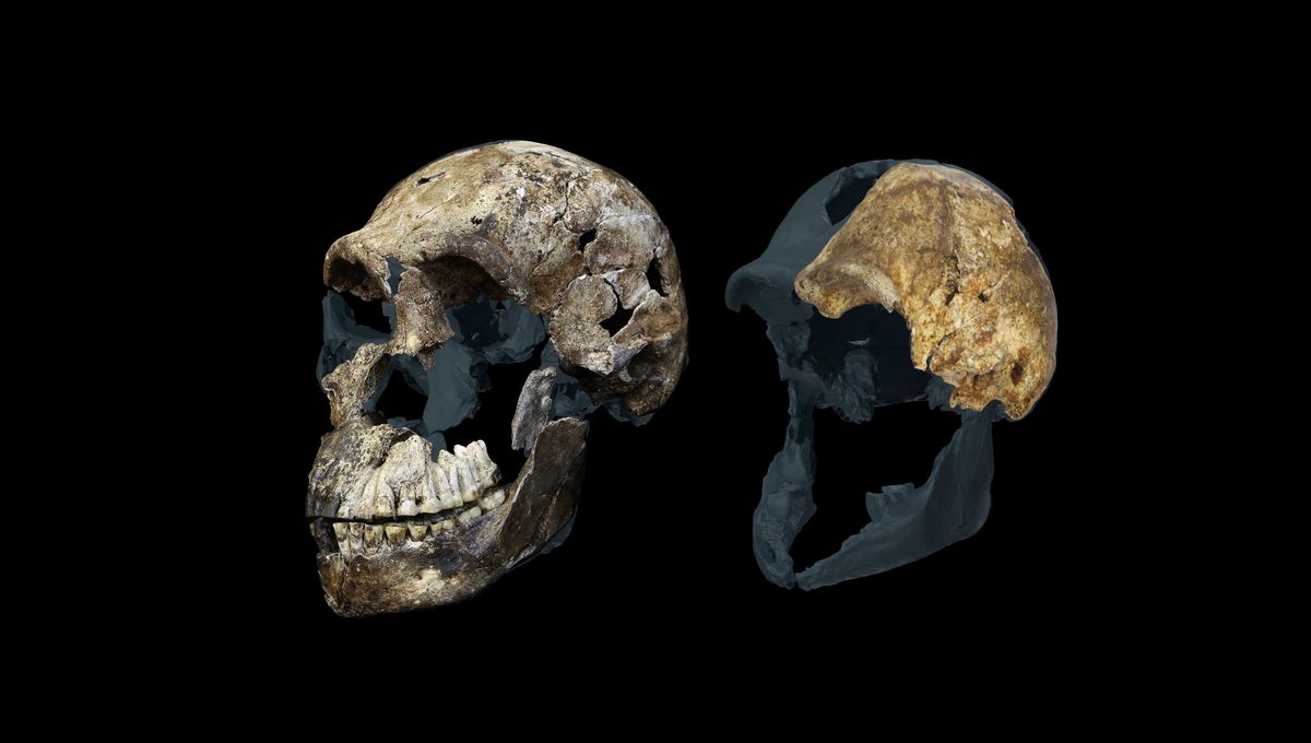 Turns Out Every Homo Naledi Skeleton Ever Found Were Female