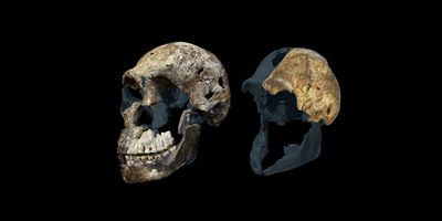 Homo naledi skull.