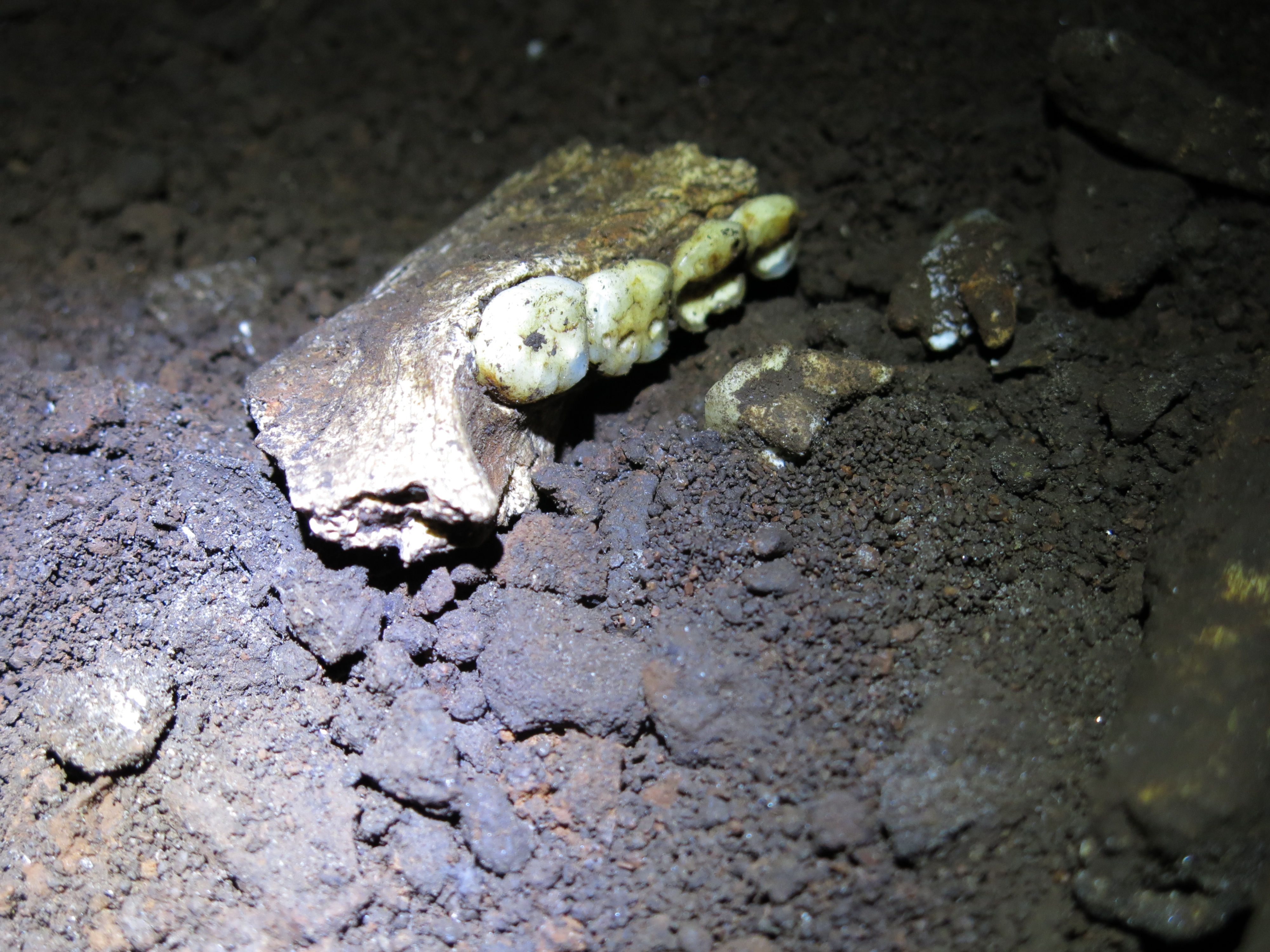 A fragment of a Homo naledi mandible with teeth lying on a dirt floor. A fragment of a Homo naledi mandible with teeth lying on a dirt floor.