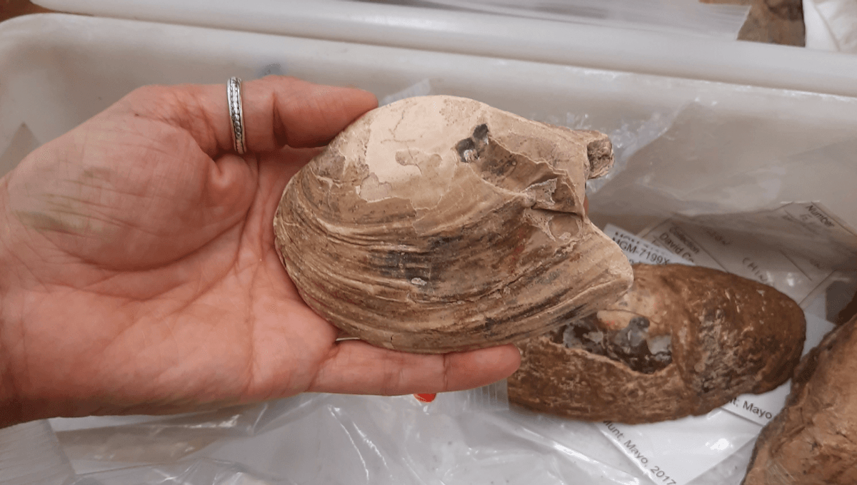 Rare Fossil Of A 125-Million-Year-Old “Pregnant” Bivalve Becomes The Oldest Known Evidence Of Maternal Care In Shellfish