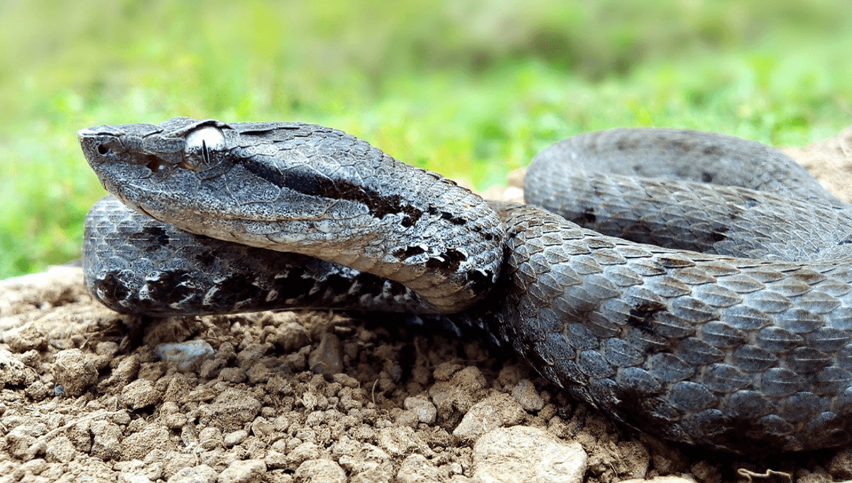 There Are Five Species Of Himalayan Pit Viper, Not One, A Study Of Wild And Museum Specimens Reports