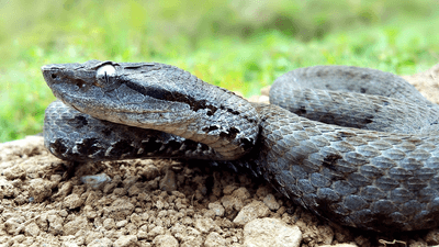 A beautiful steel grey snake with black markings.