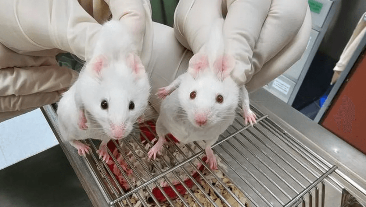 Scientists Inserted A Gene Into Mice That's Older Than Animal Life Itself And 