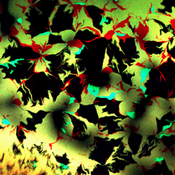 Confocal micrograph of Escherichia coli