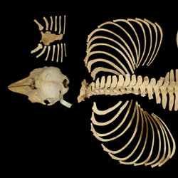 full skeleton of a vaquita laid out on a black background and photographed from above
