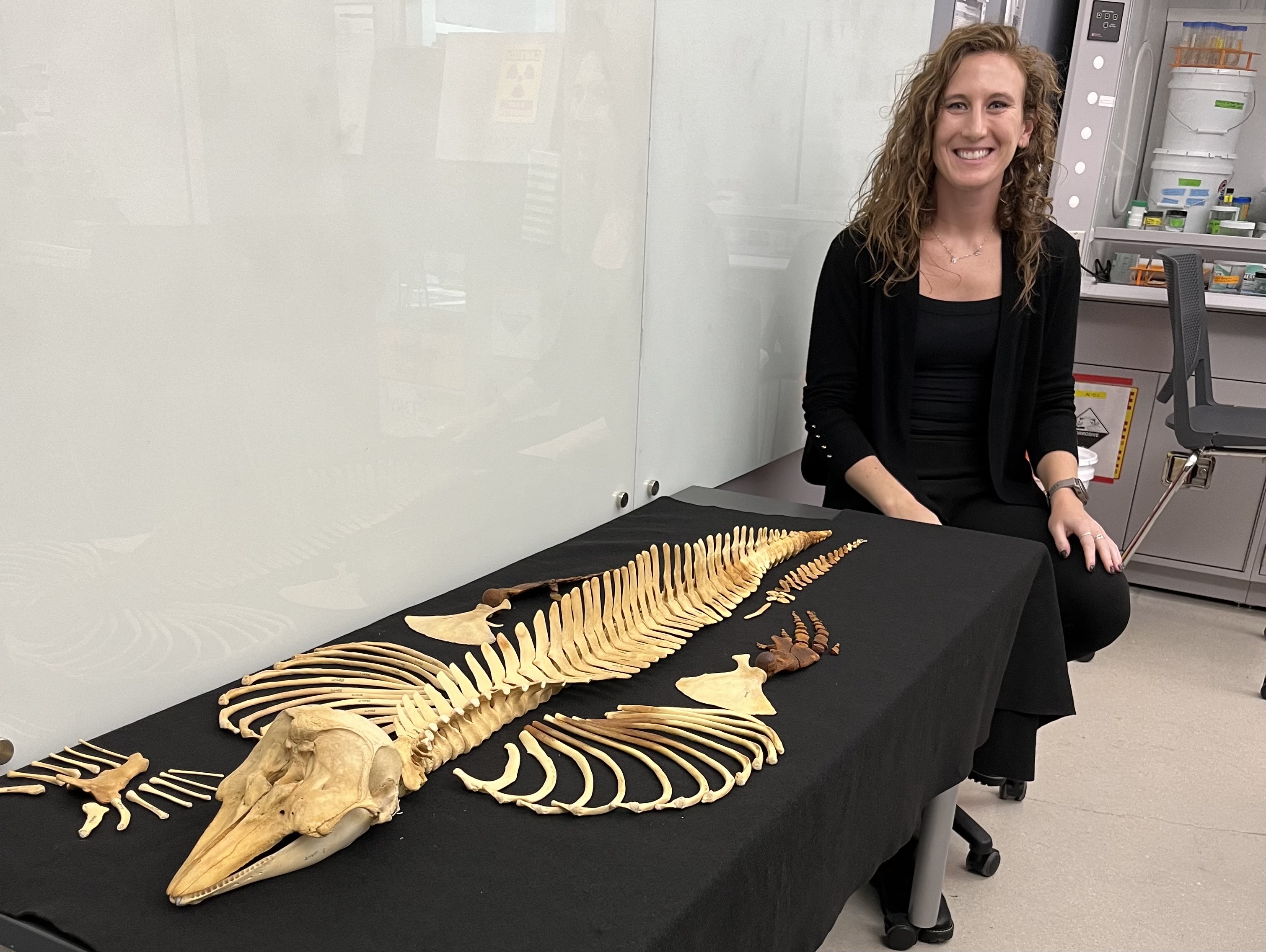 Jamie Knaub pictured with the full skeleton of a very rare female vaquita specimen collected in 1966.