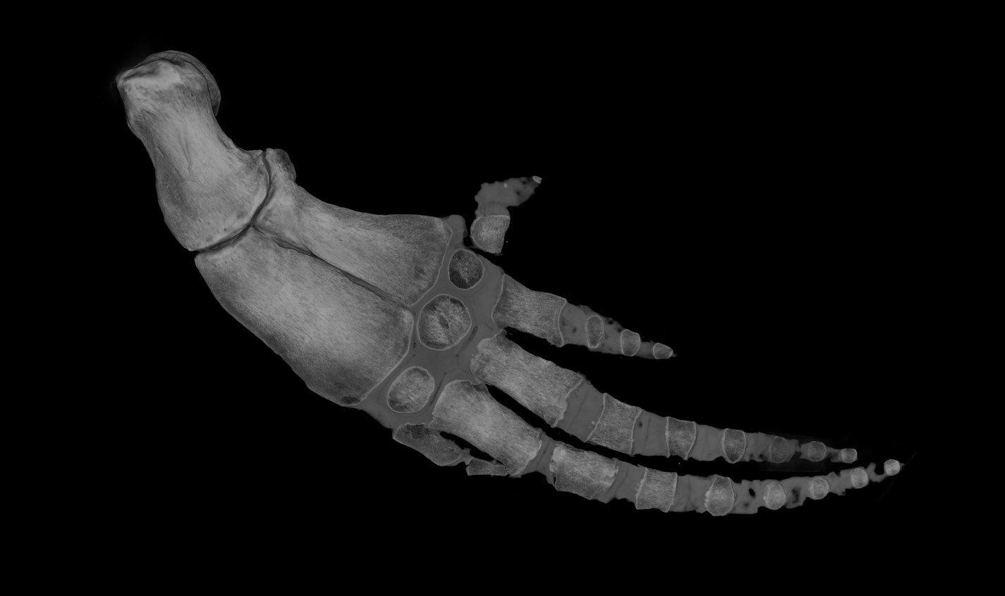Volume rendering of the flipper of a very rare female vaquita specimen collected in 1966.