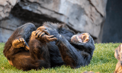 Laughing chimpanzee