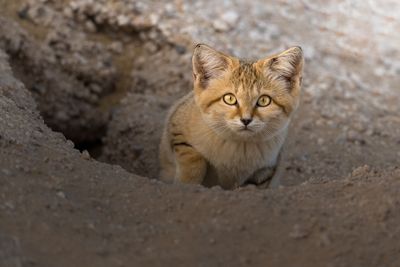A small sand cat peeks out of a hole with a hard stare at the camera.