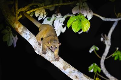 A pale yellow brown kinkajou walks down a tree branch at night