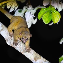 A pale yellow brown kinkajou walks down a tree branch at night