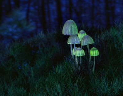Magic mushrooms