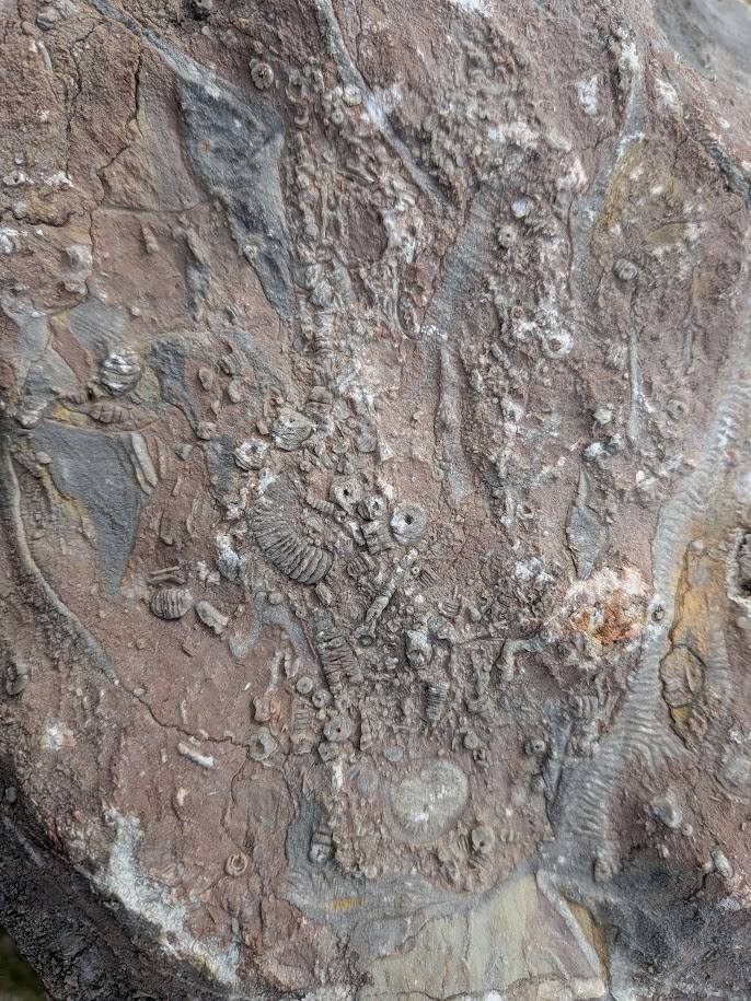 The rocks in which the caves have formed are so crammed with Devonian marine fossils that examples like these remain on the hillside, rather than being collected in a museum The rocks in which the caves have formed are so crammed with Devonian marine fossils that examples like these remain on the hillside, rather than being collected in a museum