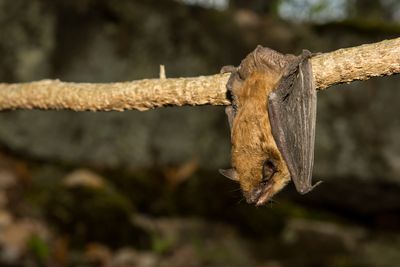 large bat hanging from a branch