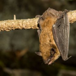 large bat hanging from a branch