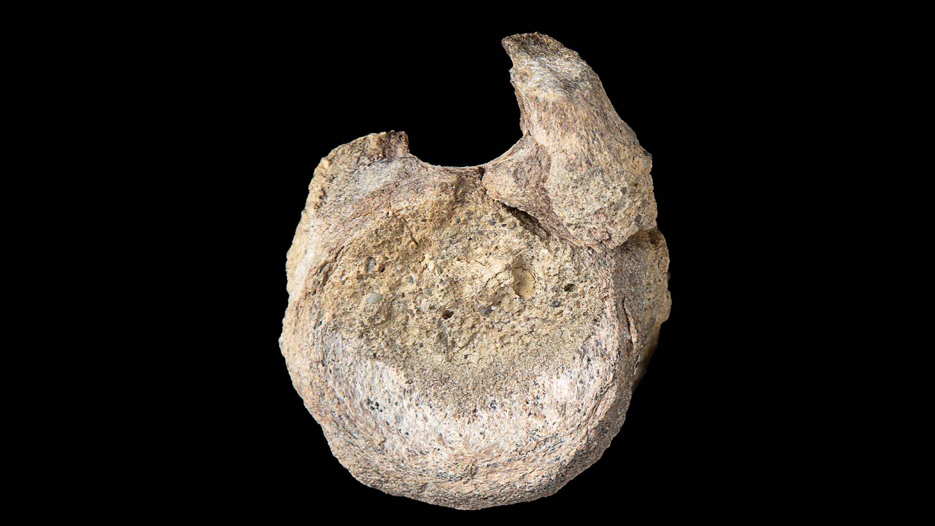 A picture of the sauropod vertebra fossil on a black background.