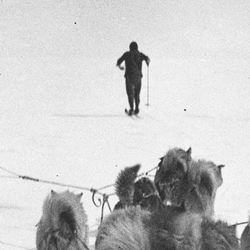 Cecil Madigan and his dog sledging through Antarctica during the Australasian Antarctic Expedition in 1914.