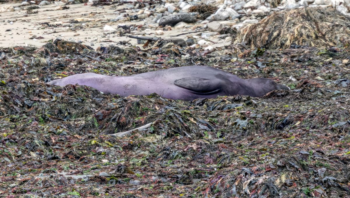 A Curiously Purple Elephant Seal Caused Quite A Stir In California State Park. Why Is Purple?