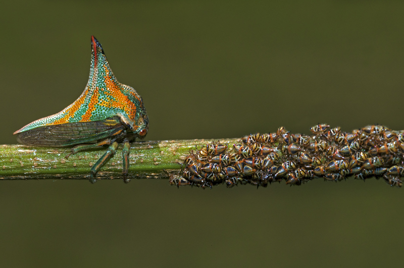 A green and orange thorn bug sits on a plant stem protecting its babies.