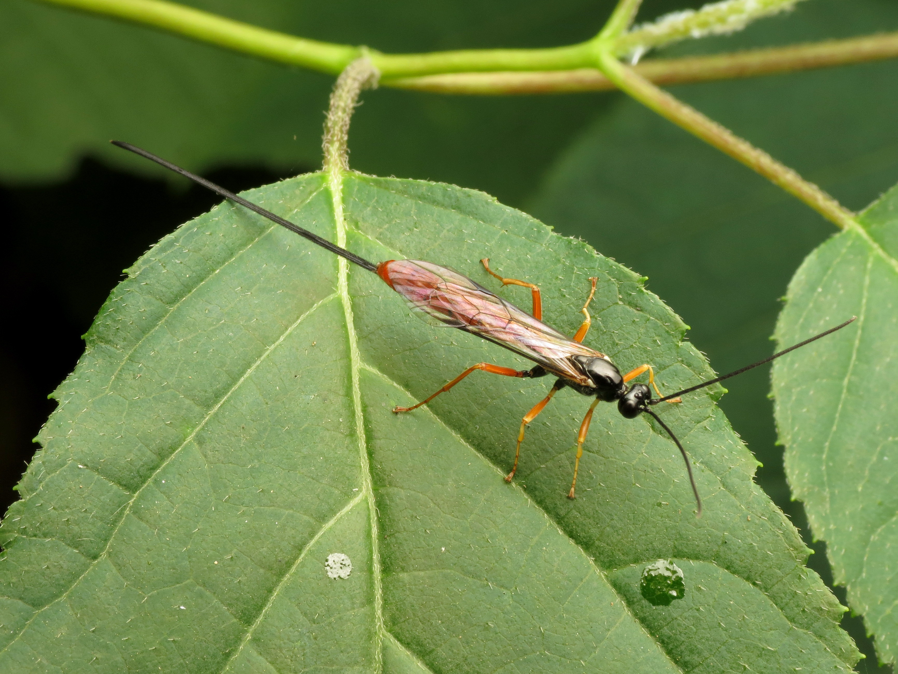 A parasitic wasp with a very long ovipositor sits on a leaf. 