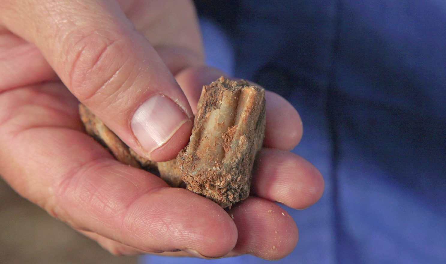 Ancient fallow deer tooth.