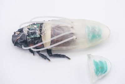 Close-up of the cyborg insect and the new diving suit, which has tubes that connect to the breathing holes of the insect and an oxygen generator mounted at the rear of the suit.