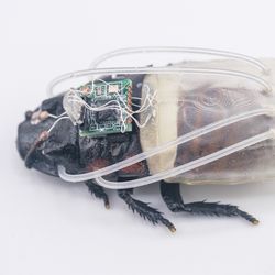 Close-up of the cyborg insect and the new diving suit, which has tubes that connect to the breathing holes of the insect and an oxygen generator mounted at the rear of the suit.
