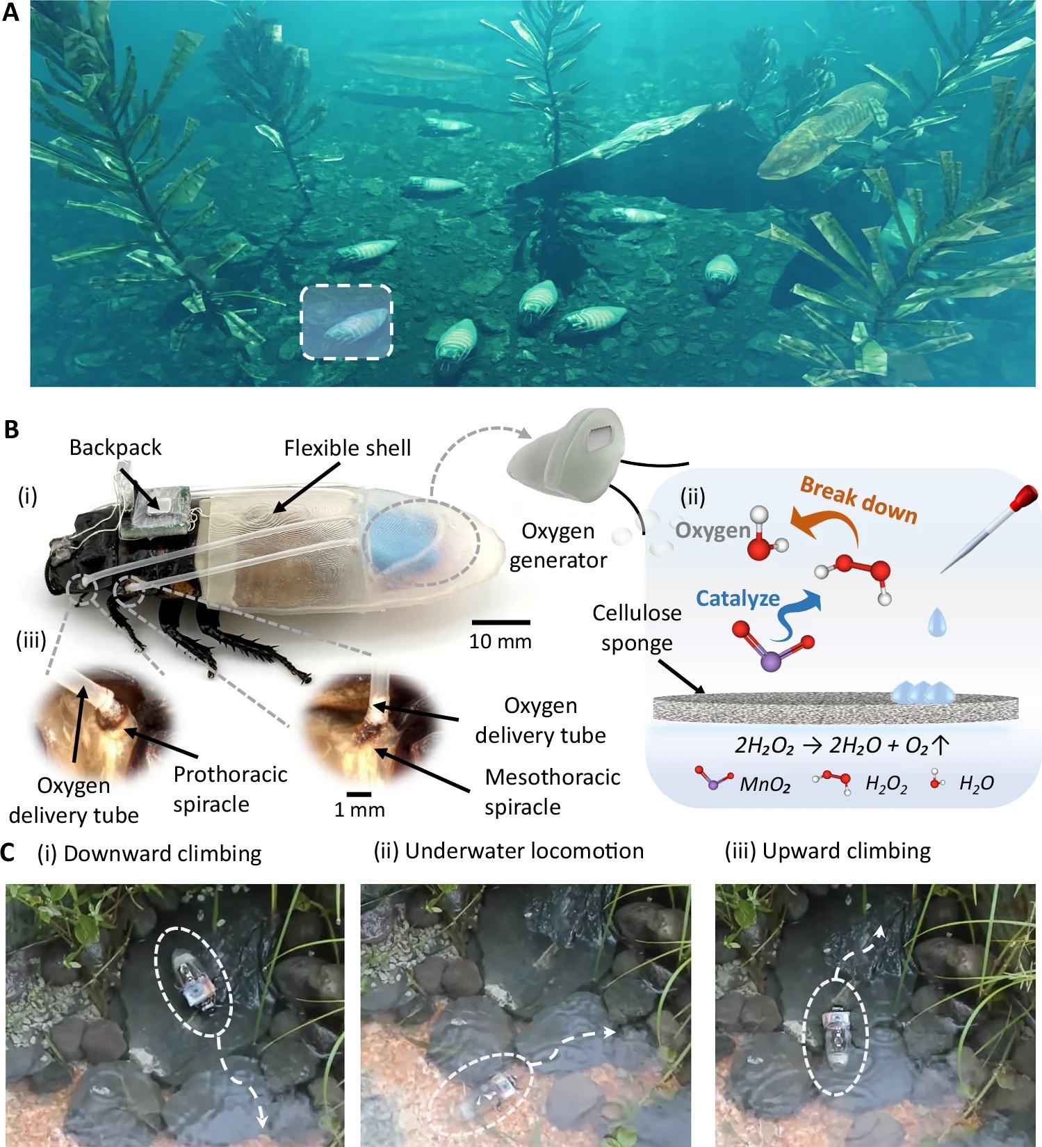 Created graphics based on research materials and diagrams published in Nature Communications.