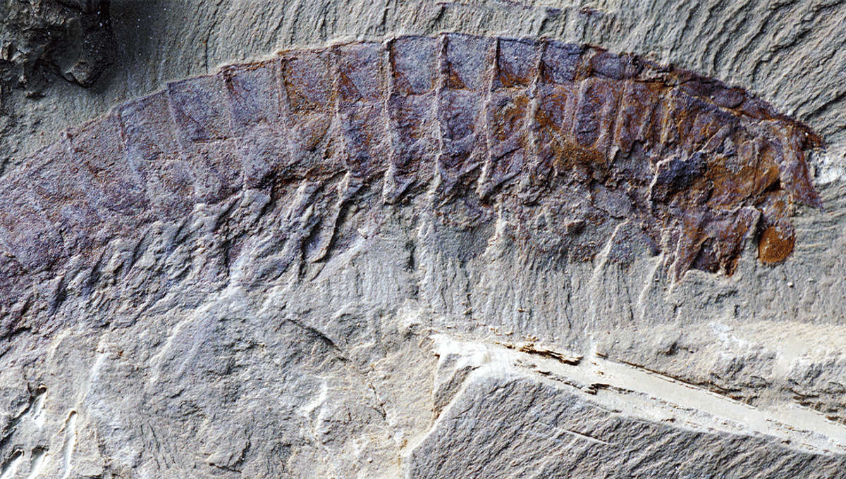 How Did Spiders Get Their Bite? 518-Million-Year-Old Fossils Is Our Earliest Clue Yet