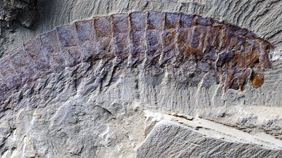 General body shape of Urokodia under macrophotography showing how well preserved the fossil is