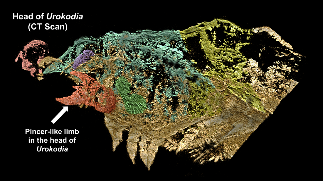 A CT scan of the fossil showing the pincer like mouthparts A CT scan of the fossil showing the pincer like mouthparts