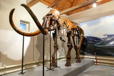 Mammoth skeleton