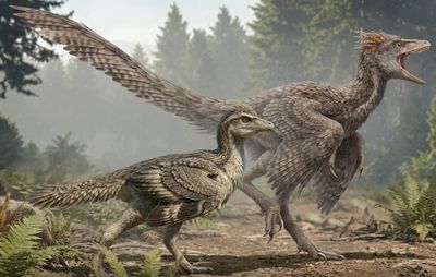 Reconstructions of Jurassic proto-bird species Zhengheornis buyu (front) and Fujianvenator prodigiosus (back) showing the contrast in their tails