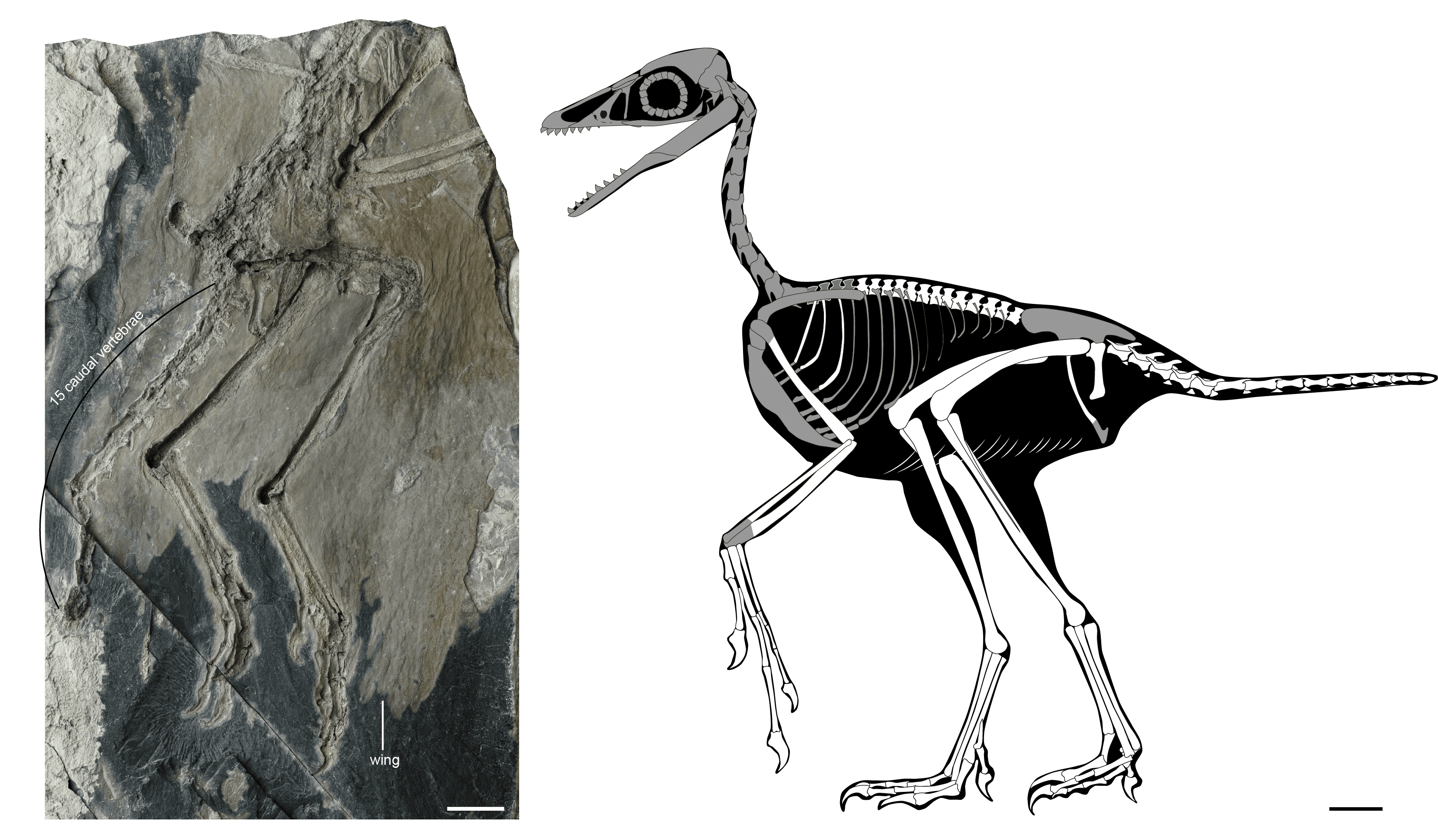 The Zhengheornis buyu fossil and a reconstruction with the surviving bones in white.