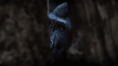A lowland gorilla face, seen through two trees.