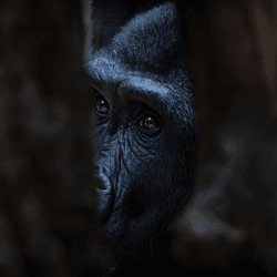 A lowland gorilla face, seen through two trees.