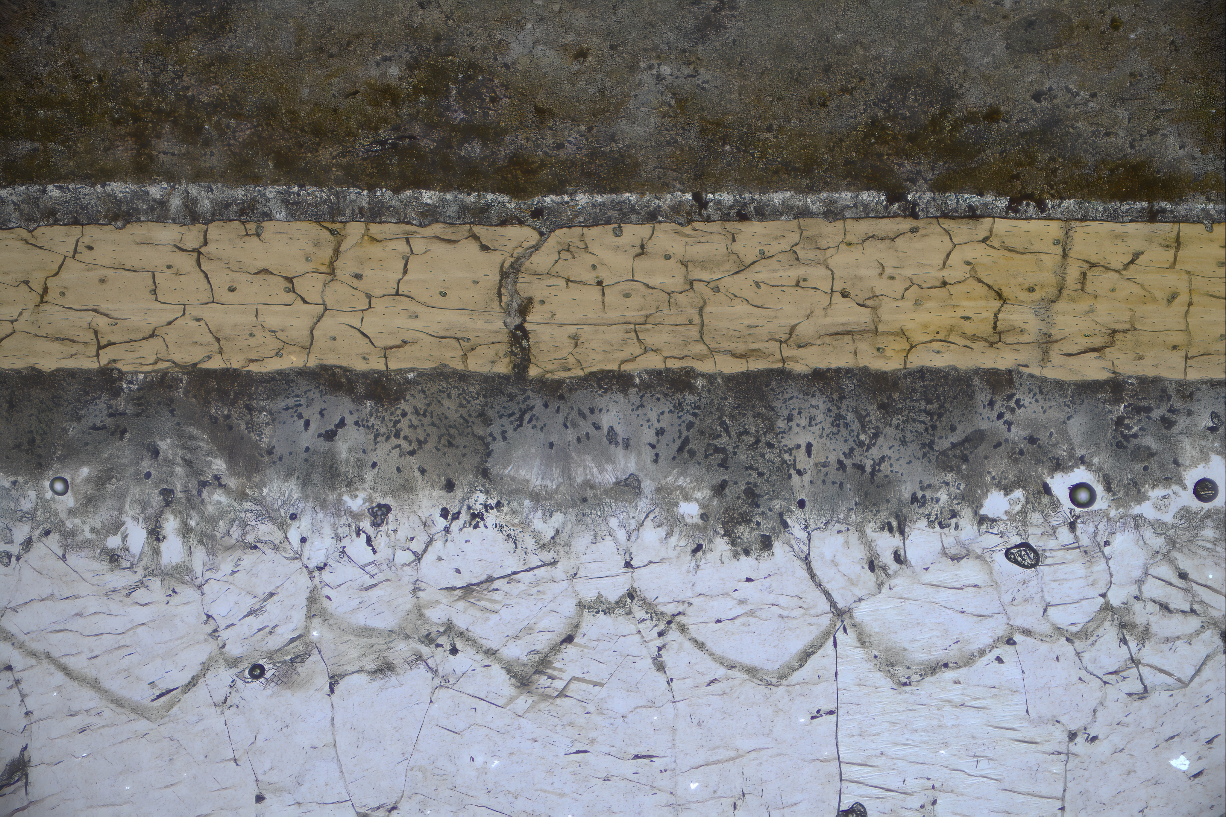 Microscope view of a section of the 113 million-year-old pterosaur fossil showing carbon coating and mineral layers.
