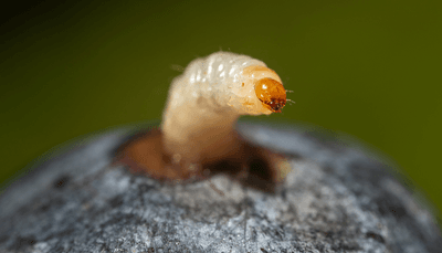 A surprisingly cute maggot emerges from a piece of fruit.