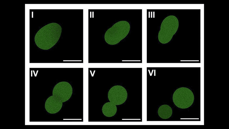 life cycle of SpudCell in grid of 6 numbered images showing a green cell at various stages of division