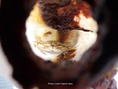 A live swimming crab, Portunus sanguinolentus entrapped inside the bottle.